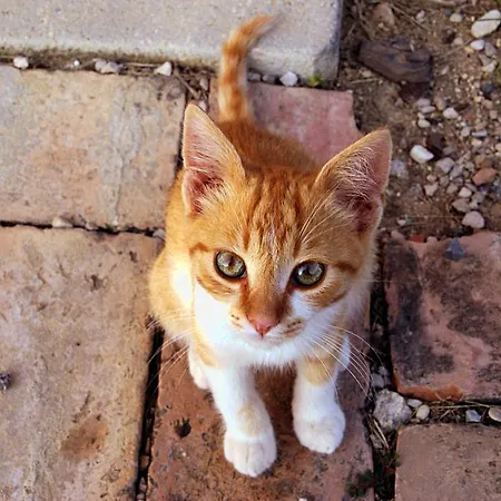 农家乐 熊与蜂住宿加早餐酒店 *