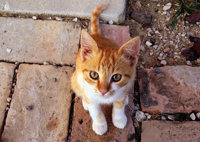 Bauernhof L'orso E L'ape *