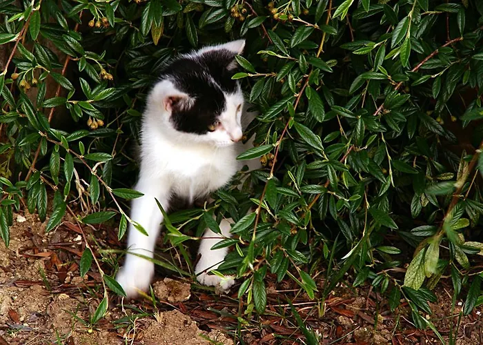 Çiftlik konaklama L'orso E L'ape